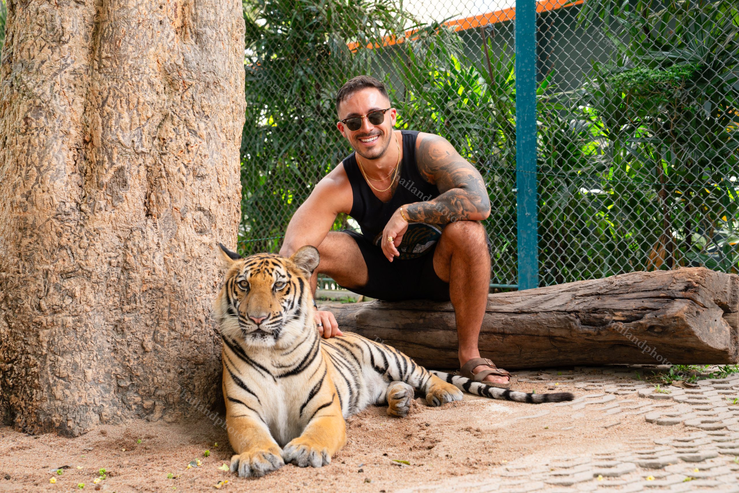 tiger