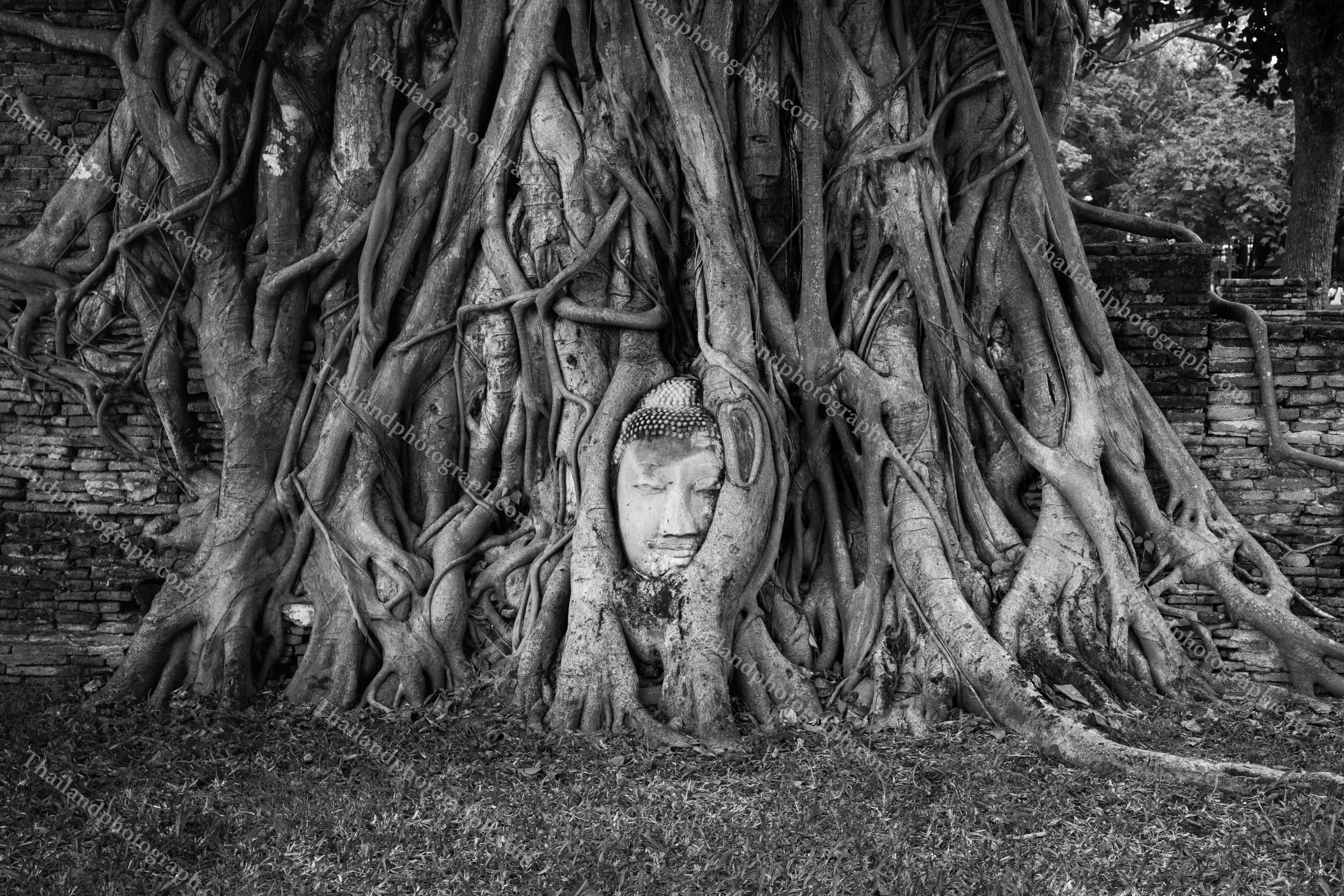 Buddha head - Image 2